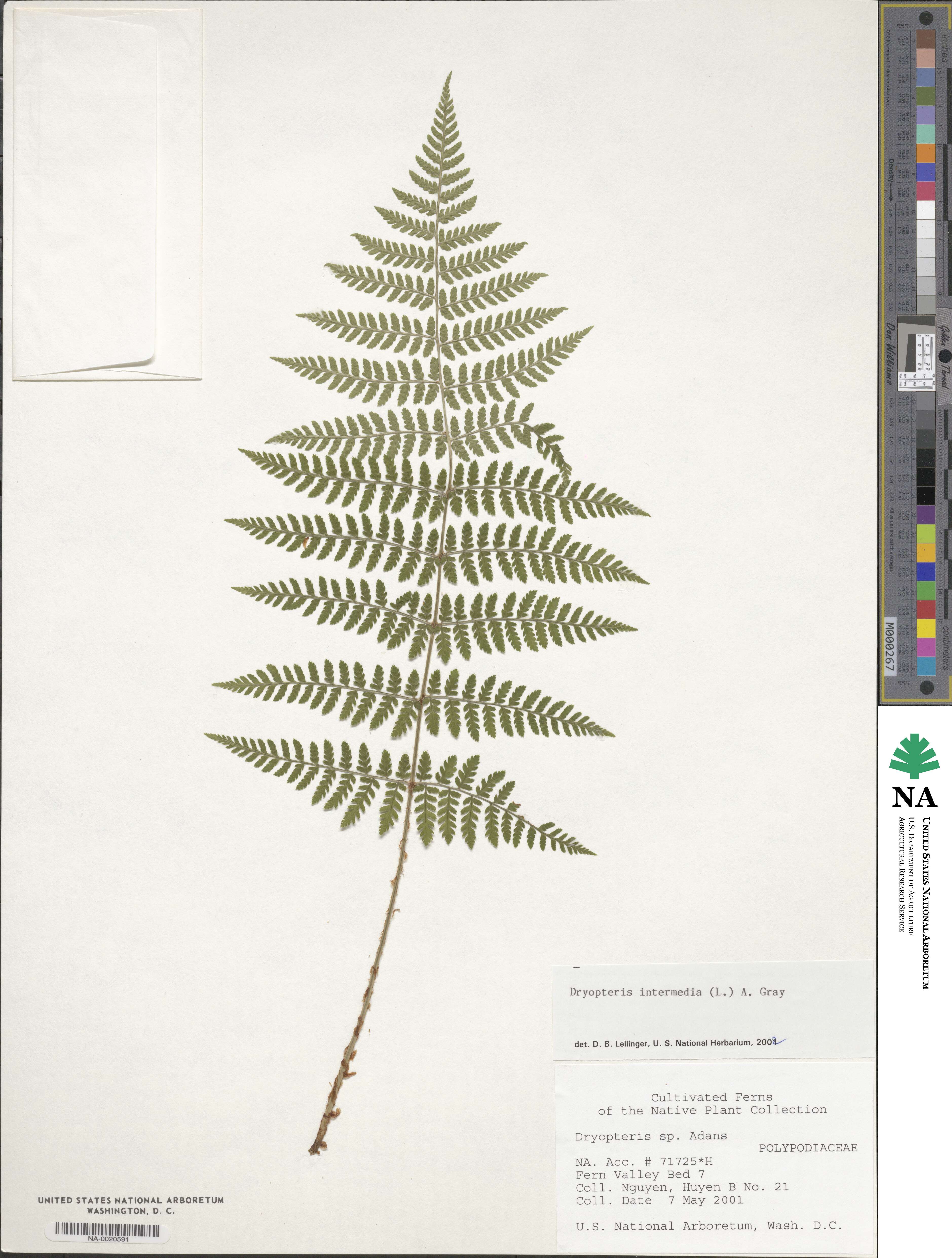 Dryopteris intermedia image