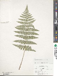 Dryopteris intermedia image