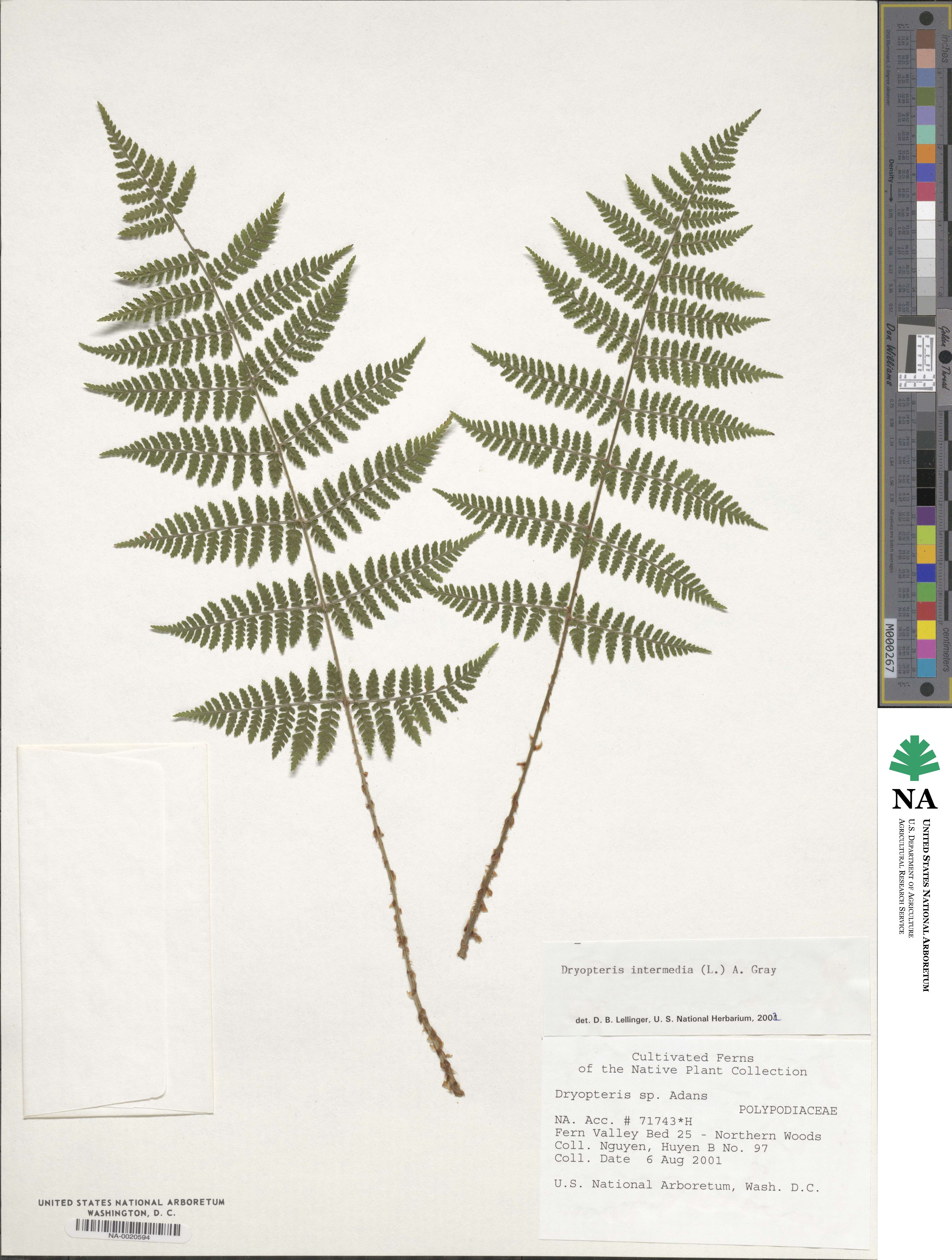 Dryopteris intermedia subsp. intermedia image