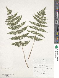 Dryopteris intermedia image