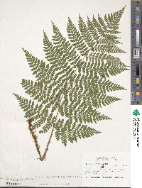 Dryopteris expansa image