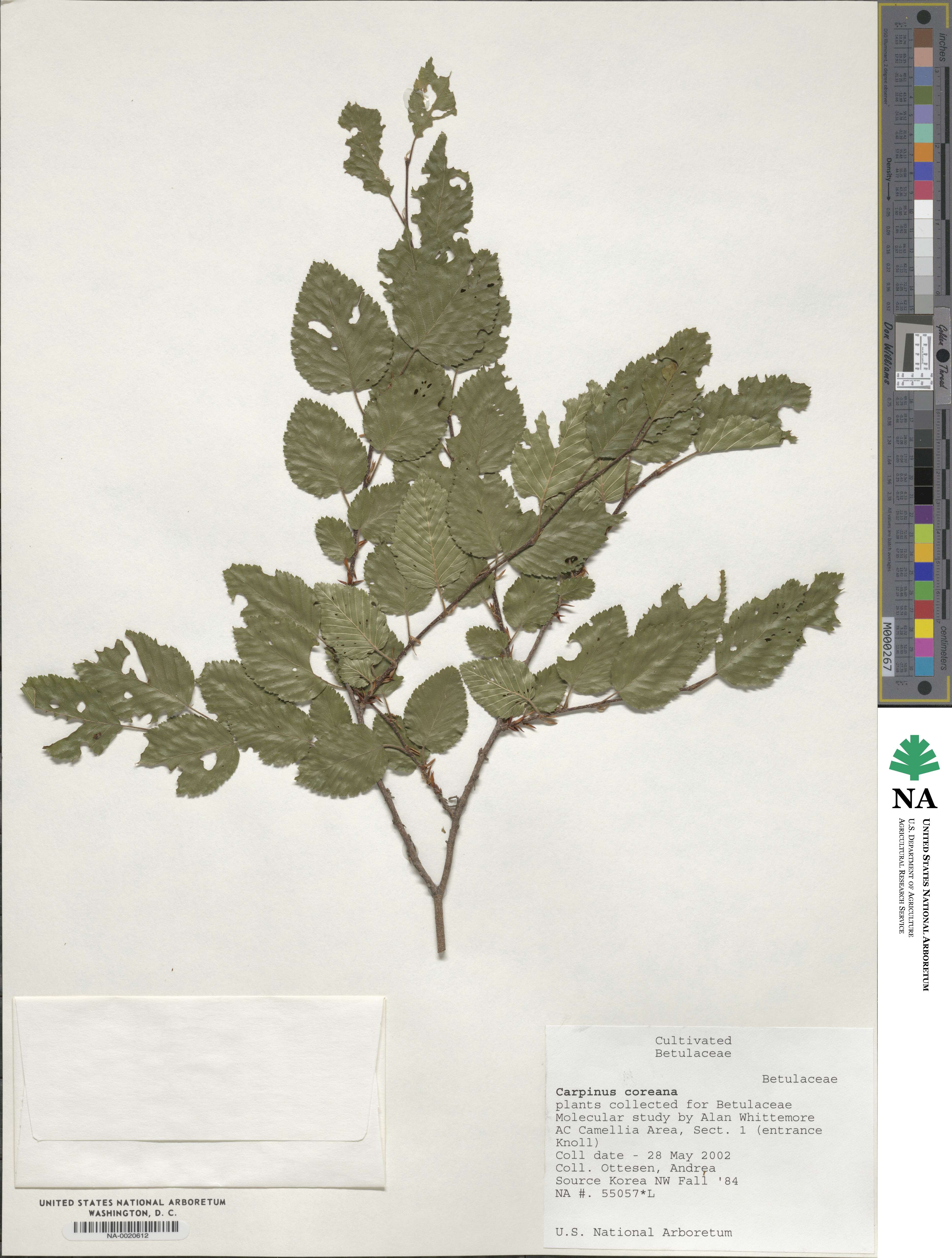 Carpinus turczaninovii image