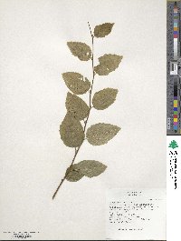 Carpinus betulus image