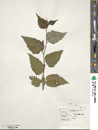 Betula utilis image