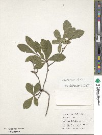 Rhododendron viscosum image