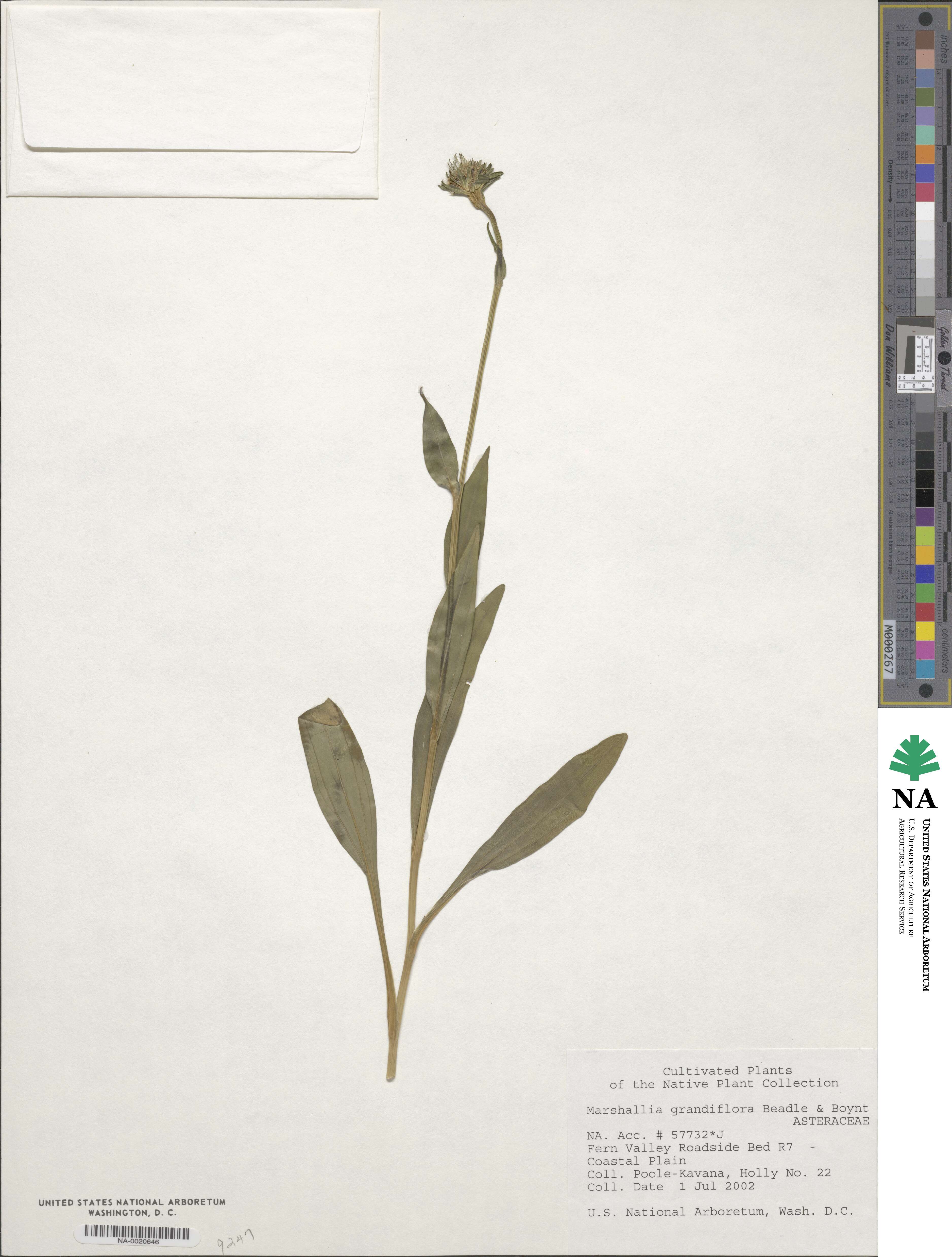 Marshallia grandiflora image