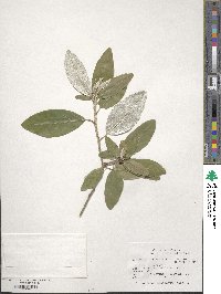 Croton alabamensis image