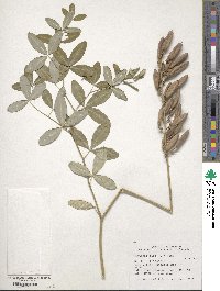 Image of Baptisia alba