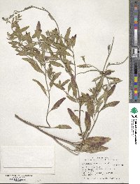 Oenothera speciosa image