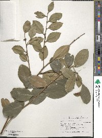 Lyonia ligustrina image