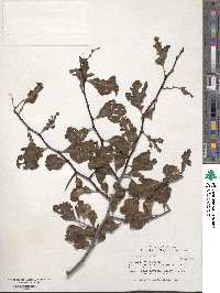 Crataegus opaca image