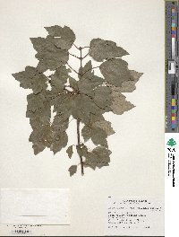 Acer rubrum var. trilobum image