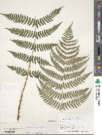 Dryopteris marginalis image