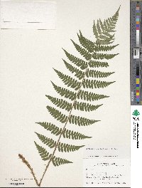 Dryopteris marginalis image