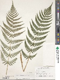 Dryopteris marginalis image