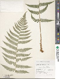 Dryopteris marginalis image