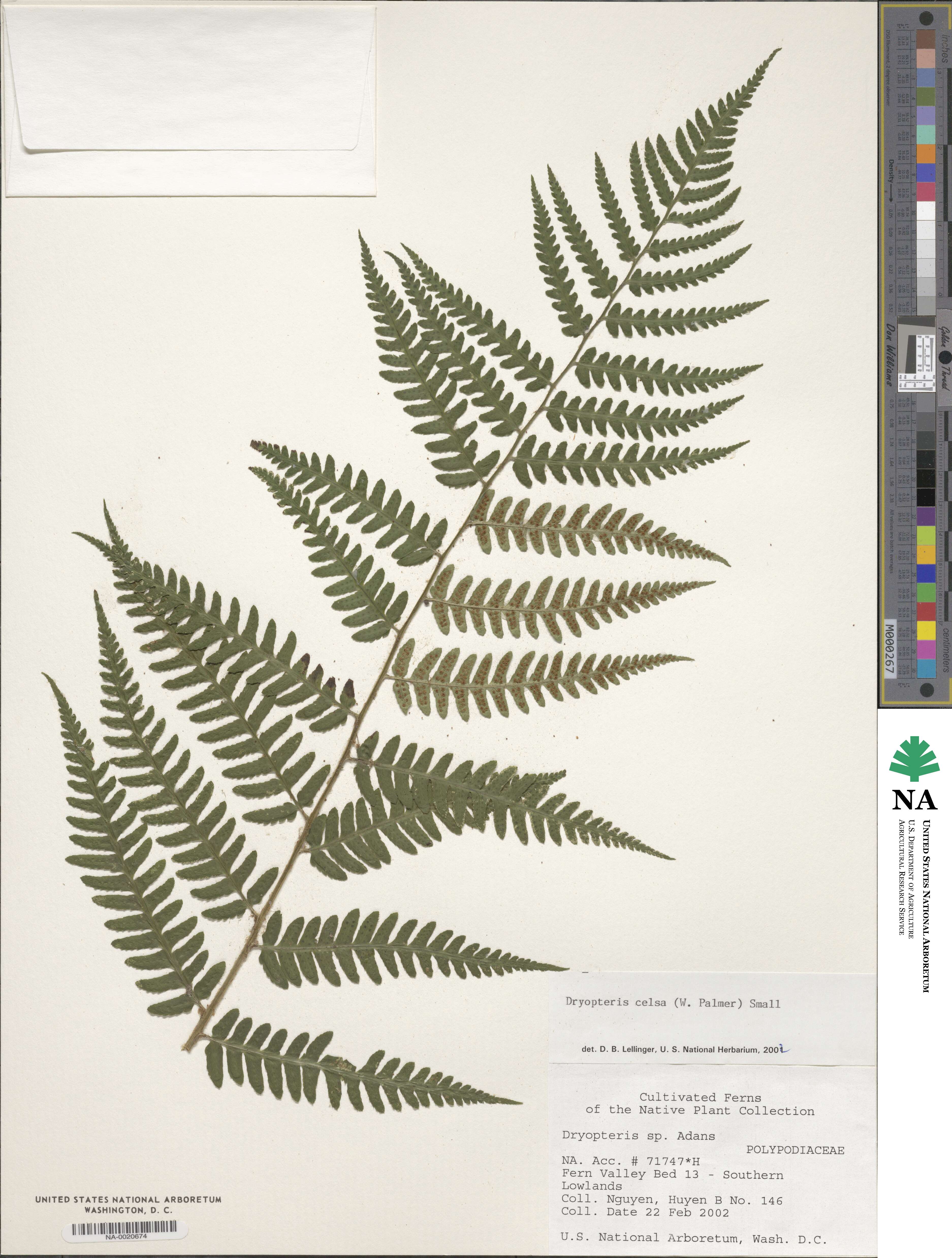 Dryopteris celsa image