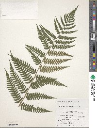 Dryopteris celsa image