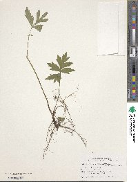 Hydrophyllum virginianum image