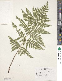 Dryopteris dilatata subsp. dilatata image