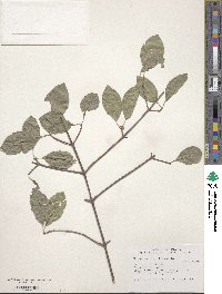 Viburnum prunifolium image