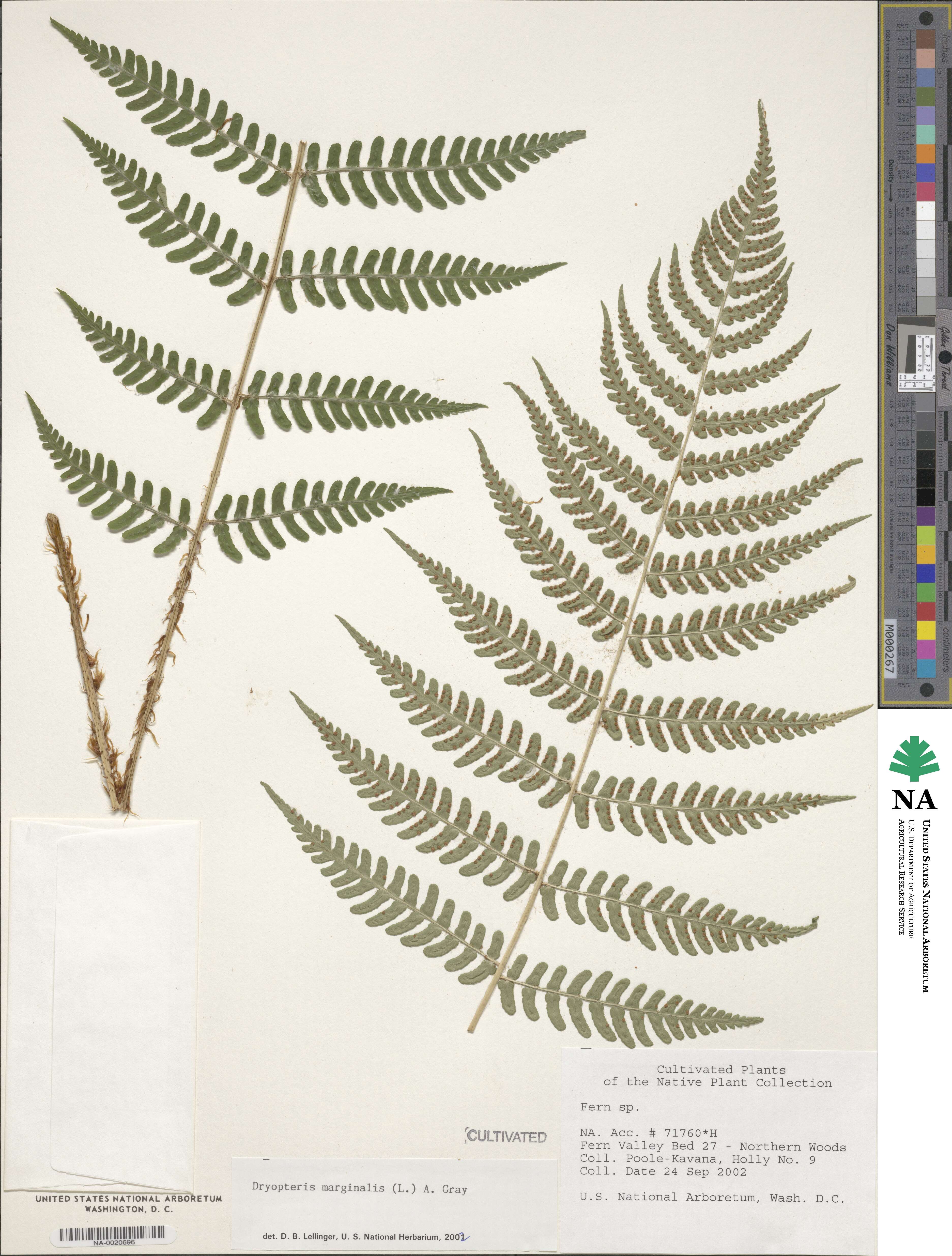 Dryopteris marginalis image