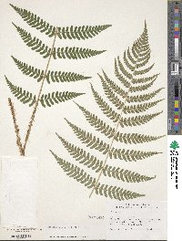 Dryopteris marginalis image