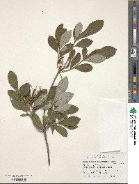 Rhododendron alabamense image