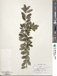 Ilex vomitoria image