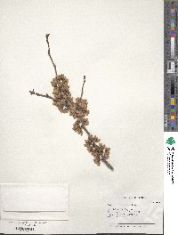 Cercis chinensis image