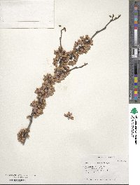 Cercis chinensis image