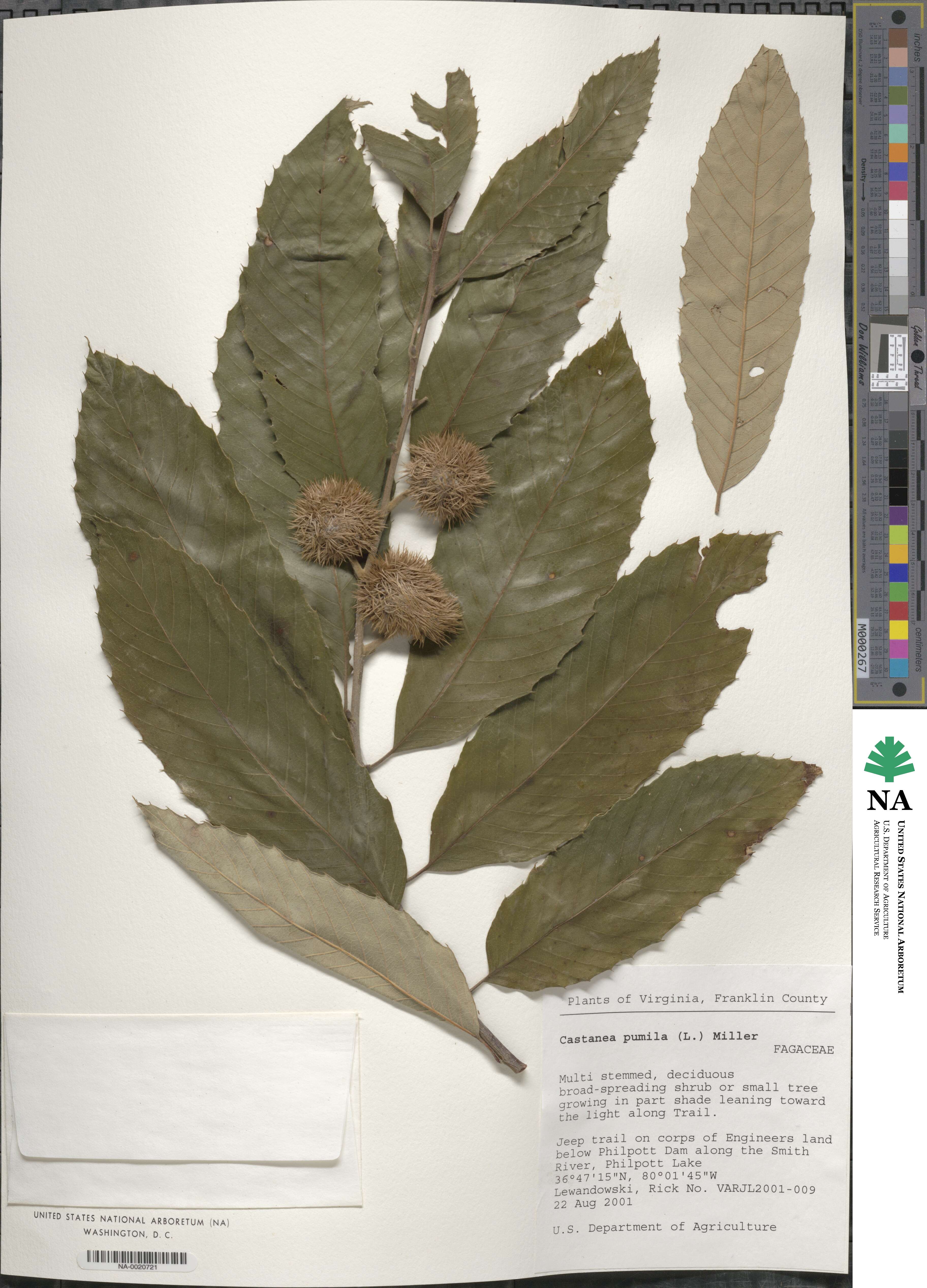 Castanea pumila image