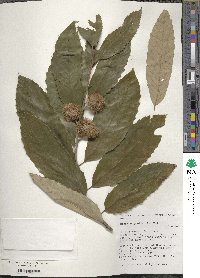 Castanea pumila image