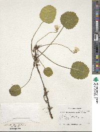 Shortia galacifolia image