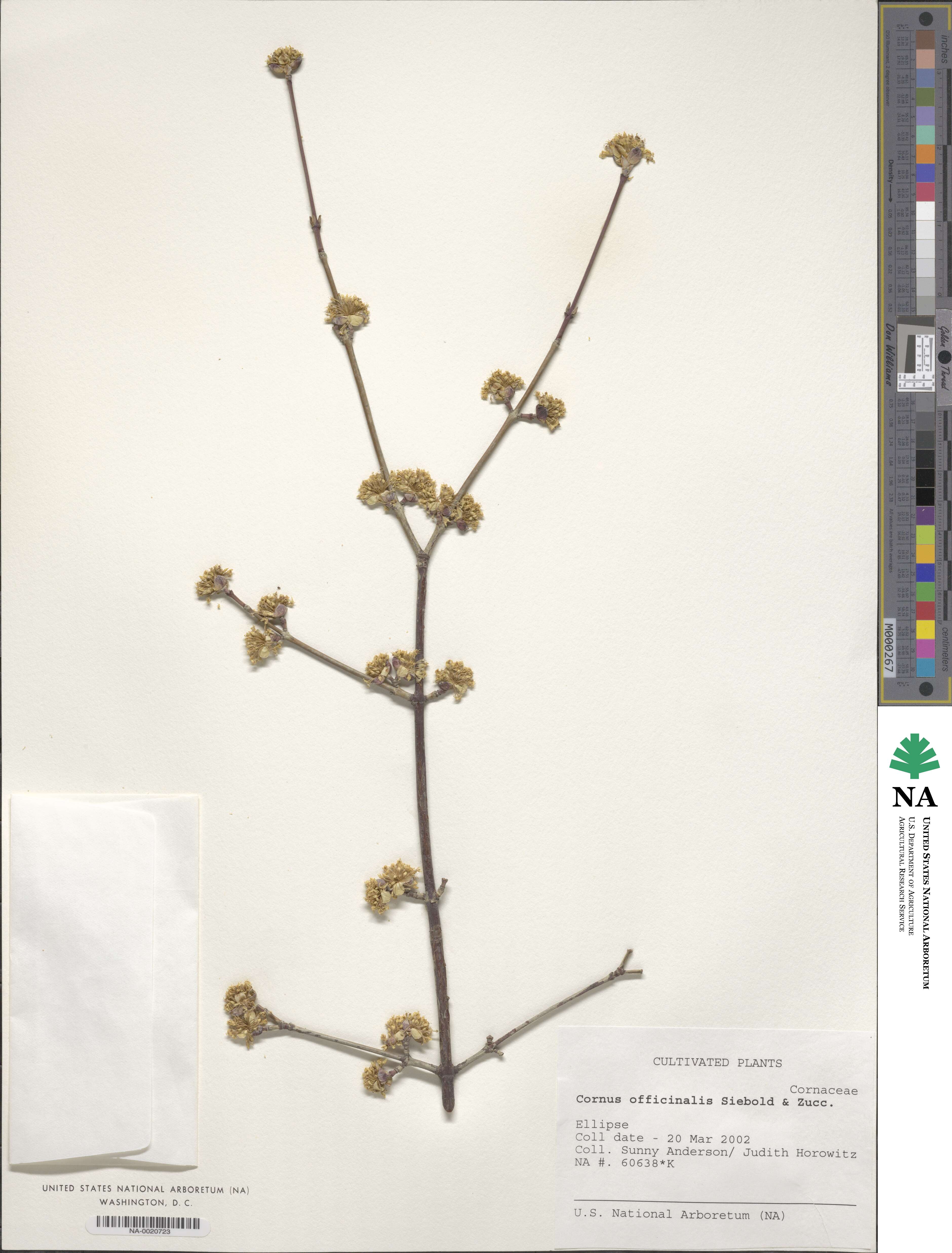Cornus officinalis image