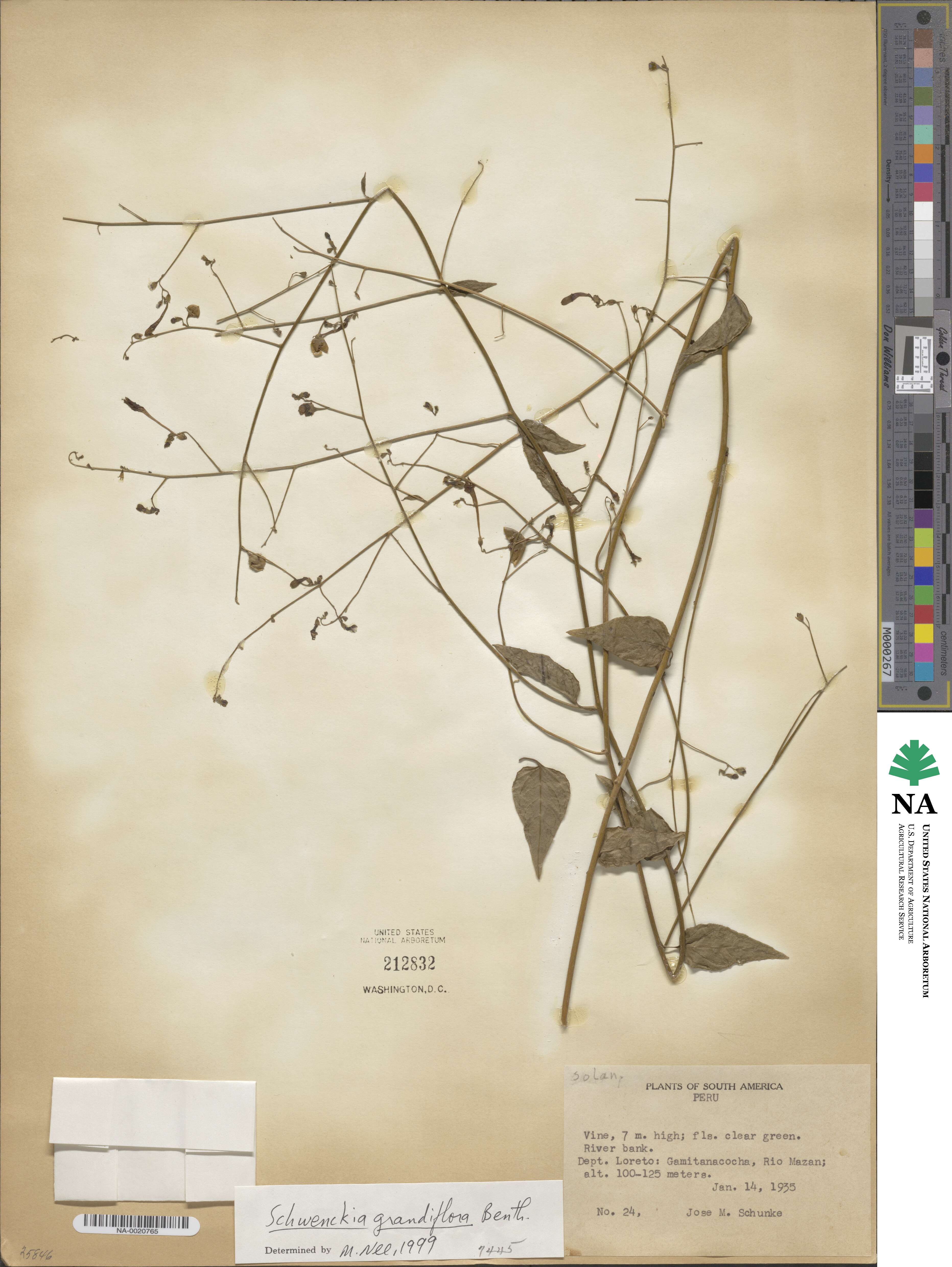 Schwenckia grandiflora image