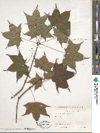 Acer truncatum image