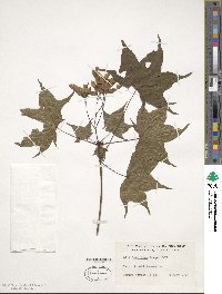 Acer truncatum image