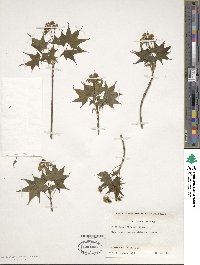 Acer truncatum image