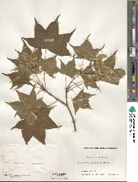 Acer truncatum image