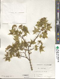 Acer truncatum image