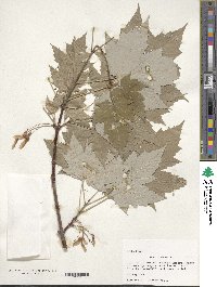 Acer rubrum image