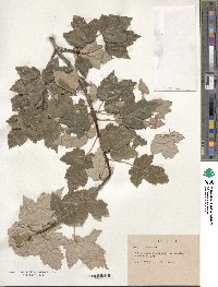 Acer rubrum image