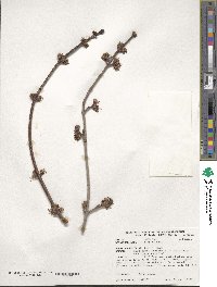 Acer rubrum image