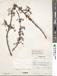 Acer rubrum image