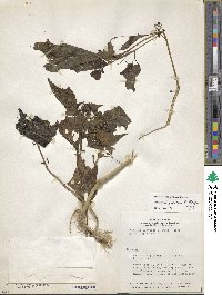 Solanum nigrescens image