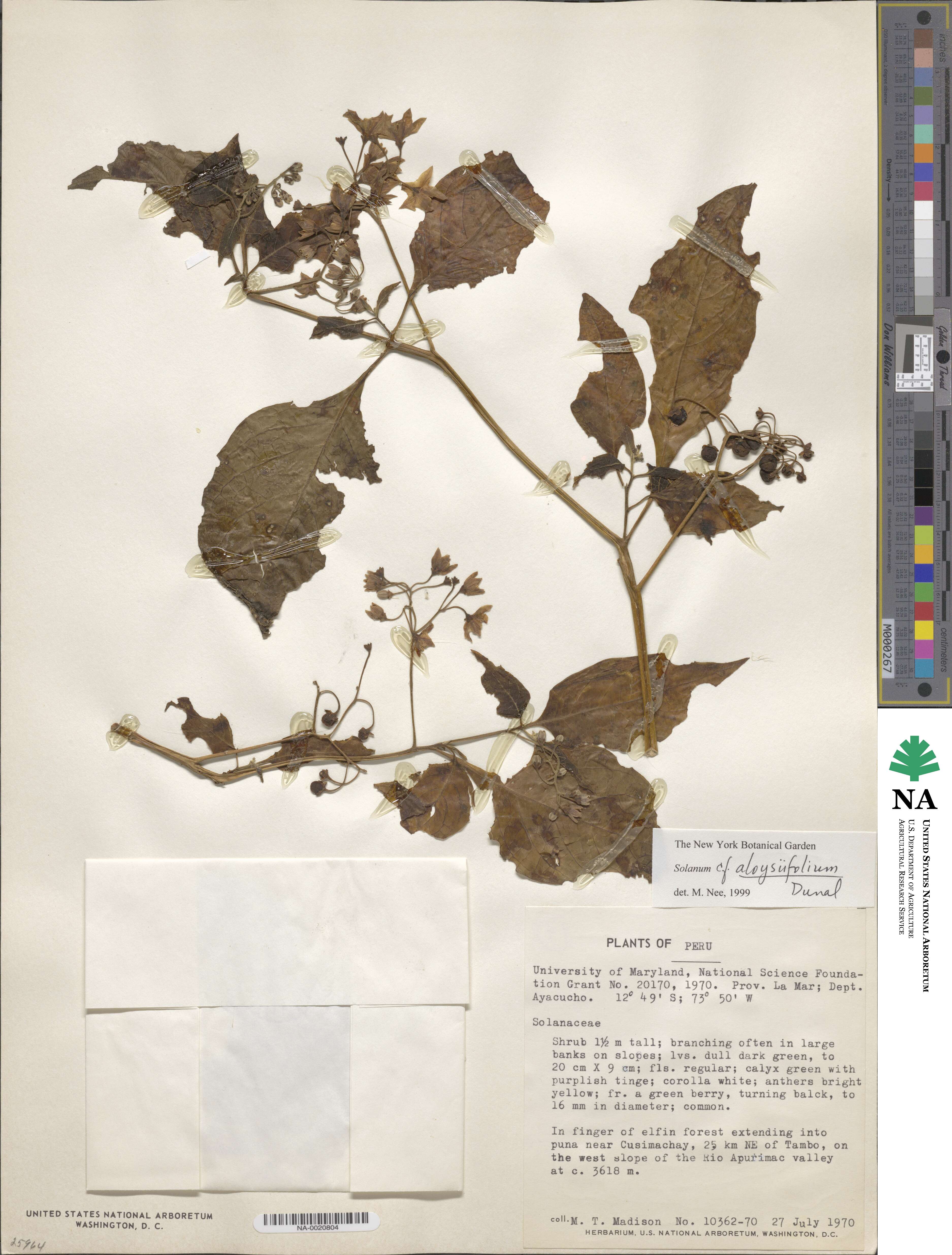 Solanum aloysiifolium image