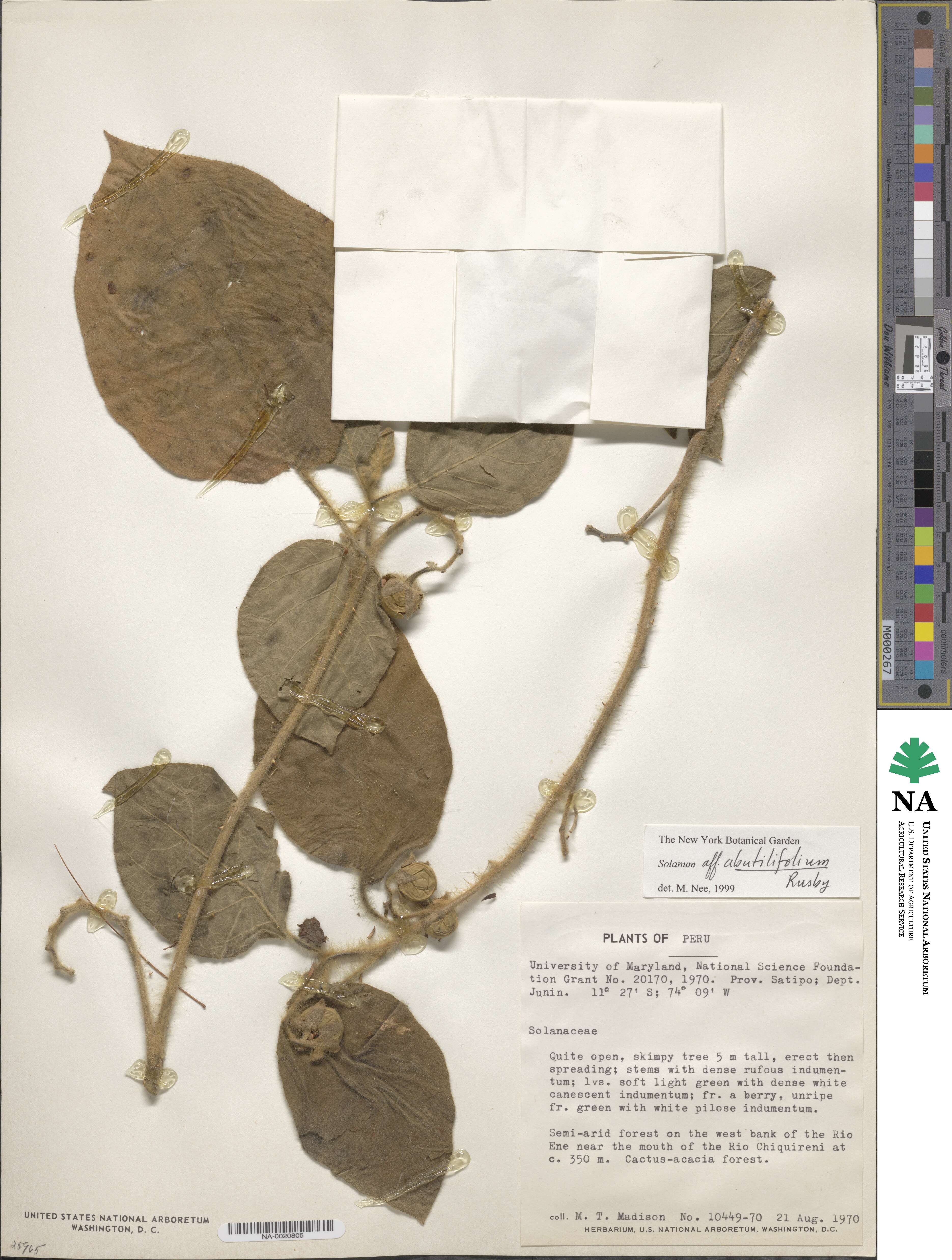 Solanum abutilifolium image