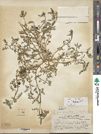 Solanum triflorum image