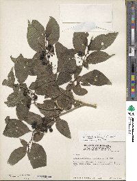 Solanum nudum image